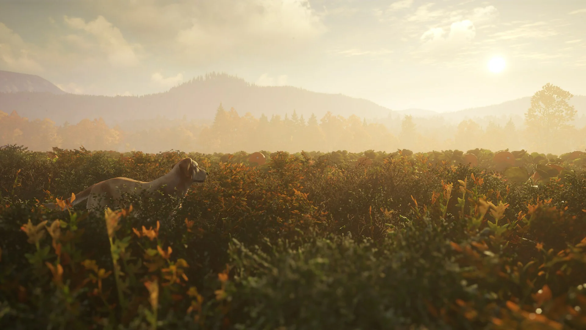 theHunter: Call of the Wild™ - Labrador Retriever - Image 6